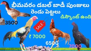 sale video భీమవరం డబల్ బాడీ పుంజులు పెట్టలు సేల్ video viral 9542131141 [upl. by Guthry311]