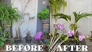 How to Save a Dying Areca Palm [upl. by Jemma]