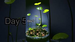 Aquatic Plant Timelapse  16 Days to Flower [upl. by Guerra211]