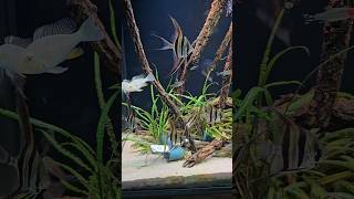 Altum Angelfish Urmston Aquatics shorts [upl. by Defant]