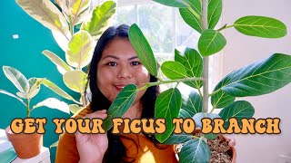 HOW to get your FICUS plant to BRANCH in UNDER 3 months with updates and real results [upl. by Desai586]