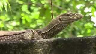 Monitor Lizard closeup [upl. by Shani]