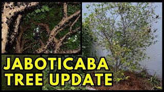 Transplanting my Jaboticaba Tree  Full Update [upl. by Vinita]