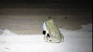 Redspotted Toad in Big Bend National Park [upl. by Enomis530]