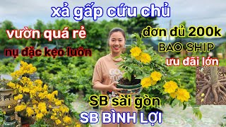 🌲2910☎️ vườn mai bạn Quyên ☎️ mai ghép nụ đặc kẹo🌲vườn xả rẻ🌲mức giá ưu đãi🌲 ship luôn chậu [upl. by Alyak]