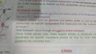 Urinary System 2 [upl. by Hamian413]