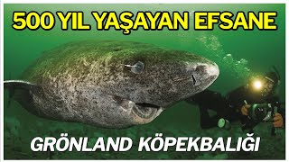 500 Yıl Yaşayan Efsane Grönland Köpekbalığı [upl. by Nahgem]