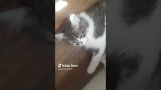 WakeyWakey felix straykids wakeywakey catshorts catmom catdealers catlover catvideo [upl. by Elgar]