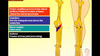 Magdy Said anatomy serieslower limbpopliteal fossapopliteal artery v1 [upl. by Magnolia136]