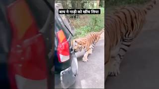 Pahadi Tiger N Gadi Ko Hila Diya  Road Bahut Khatarnaak  Baagh Dikha Aaj  Pahadi Hills [upl. by Sheelah]