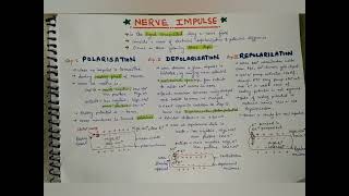 mechanism of nerve impulses conduction msc  bsc amp NET aspirants  functioning of neuron part1 [upl. by Markland795]