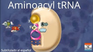 Formation of Aminoacyl tRNA  Sub Español [upl. by Salkcin]