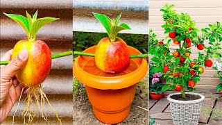 How to grow apple tree at home  propagate apple tree step by step [upl. by Aisiat]