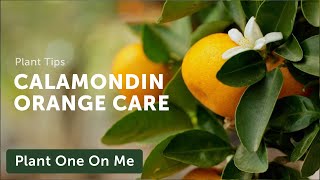 CALAMONDIN ORANGE Care — Ep 331 [upl. by Nevins508]