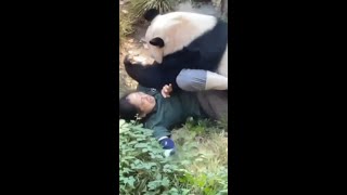 Panda attacks zookeeper in front of terrified zoogoers [upl. by Kellie]