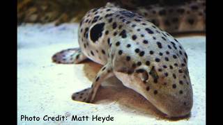 The Epaulette Shark aka The Walking Shark [upl. by Yrred]