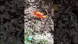 Kar Do Kar Do Karam Murshade Mohtarm Nusrat Fateh Ali Khan  Rose Garden Video nusratfatehalikhan [upl. by Olive]