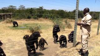 Sweetwaters Chimpanzee Sanctuary [upl. by Letnom]