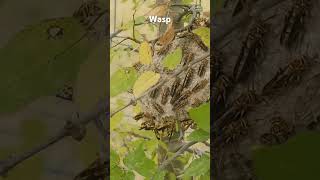 Sharing wasp insectHymenopteraapocrita Wide Open Transit Farm [upl. by Dilly]