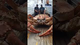 Giant king crab 😲Please subscribe to my channel to support me thank you 💗🫶🤝 seafood [upl. by Aiyot]