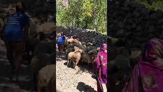 Many sheep’s in Hunza valley manysheepssheepsounds sheeps [upl. by Sacha]