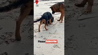 Bhotiya dog vs German shepherd😱 bhotiyadog garmanshepherd doglover reels shorts youtubeshorts [upl. by Anahoj]