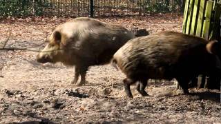 Wildschweine im Kampf [upl. by Bryana]