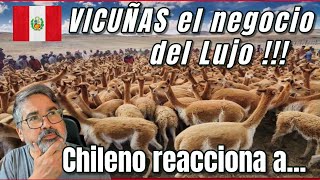 Chileno reacciona a Vicuñas en Perú el negocio del Lujo Peru altacostura lujo [upl. by Lynnea456]