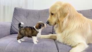 Golden Retriever Meets Tiny Puppy for the First Time [upl. by Lesly]