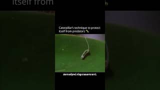 How do Caterpillar protect itself from predators l science Short [upl. by Faith]