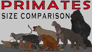 Size Comparison Extinct Primates Gigantopithecus Blaki Orangutans Baboons Gorillas [upl. by Noll]