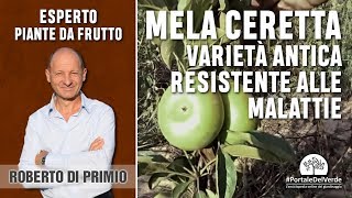 Mela ceretta varietà antica resistente alle malattie [upl. by Sipple]