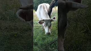 Charolais Cow Scratching itself on a Tree cow farm [upl. by Irah]