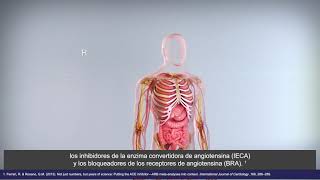 Perindopril Mechanism of Action for Hypertension Español Subtitles [upl. by Llerryt990]