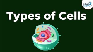 Types of Cells  Dont Memorise [upl. by Gerhard696]