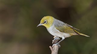 Zosterops silvereye [upl. by Siramed105]