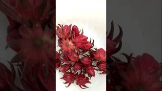 Harvesting roselle hibiscus red variety [upl. by Niraa]