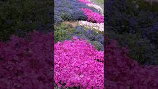 Unbelievable Phlox Blooms MustSee Garden Tour😍 groundcover [upl. by Yggep]