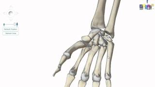 PROMED ostéologie  les os de la main [upl. by Ijok]