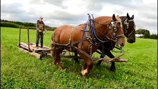 Lets talk about TRAINING  Training our Suffolk Punch Draft Horse to Drive [upl. by Alwitt]