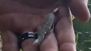 Florida Fishing Micro Texas Rig Catch fish [upl. by Andre]