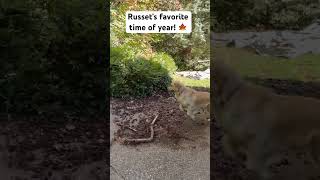 Golden retriever who loves leaf blowing goldenretriever leafblowing fallleaves chasingleaves [upl. by Atselec]