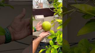 Fruiting plants on our Terrace Garden terracegarden rooftopgardening garden [upl. by Mcadams411]