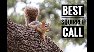 Best Squirrel Call In Action  Play This To Bring Them In Close [upl. by Jovia]