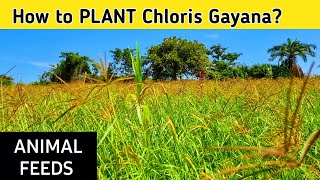 How to plant chloris gayana [upl. by Zaob]