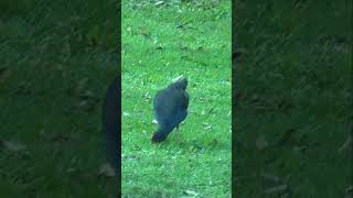 Purple Swamphen picking and eating vegetation shorts [upl. by Arej]