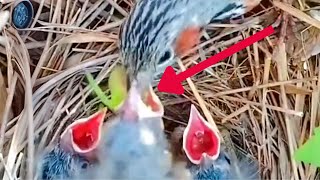 Review The Mother Birds Regurgitate Food For Their Little Chicks [upl. by Cristabel]