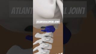 Atlantooccipital Joint Mechanics in all Neck Motions [upl. by Sharia221]