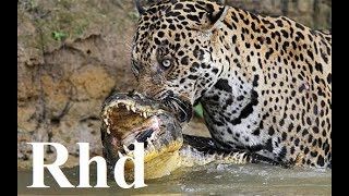 Jaguar vs caiman rainforest pantanal in Brazil Nature 2018 HD Documentary 1 [upl. by Nonna]