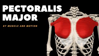 The Pectoralis Major Muscle Origin Insertion and Actions [upl. by Nymzaj]